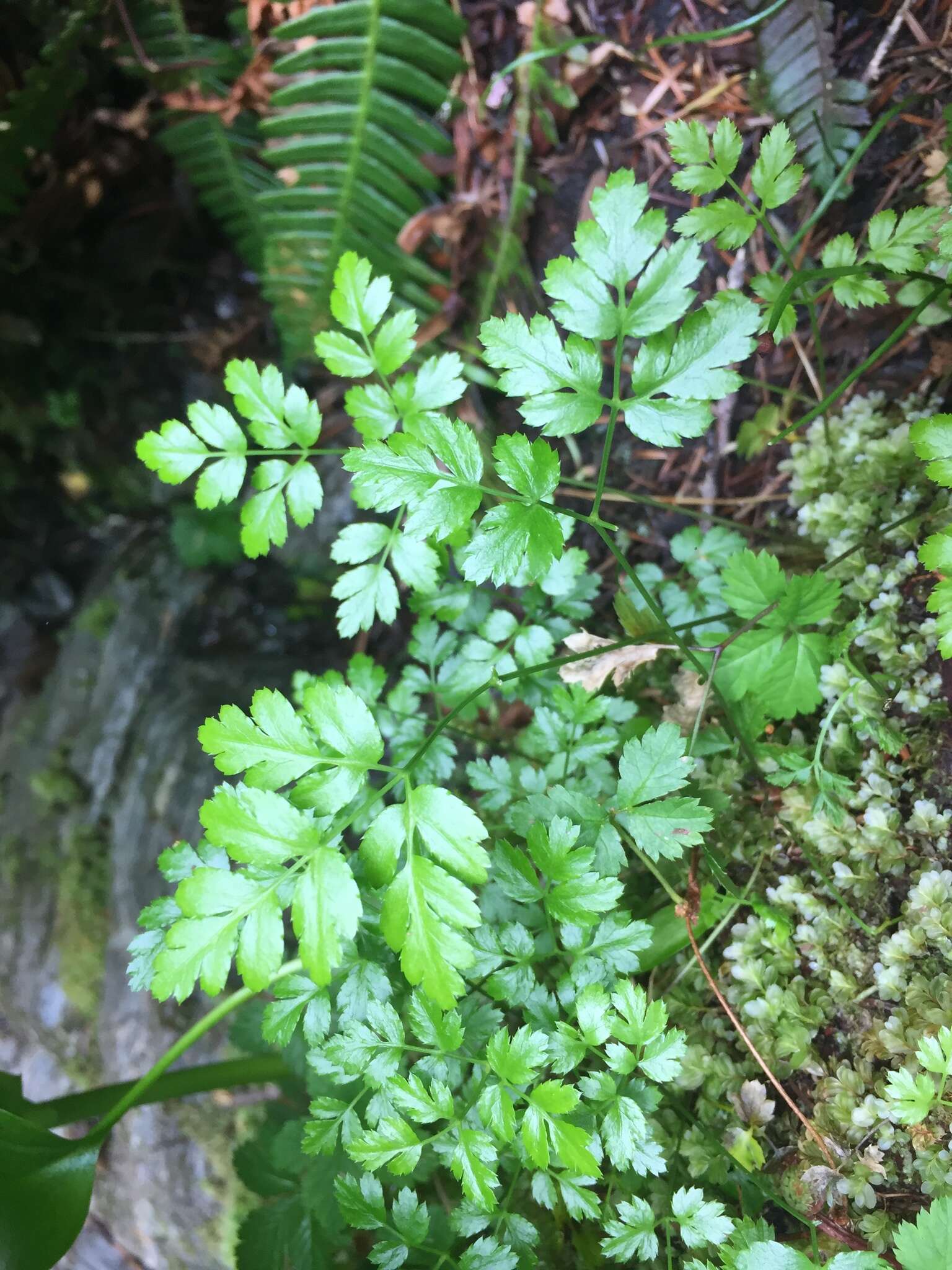 Image of Fern-Leaf Goldthread