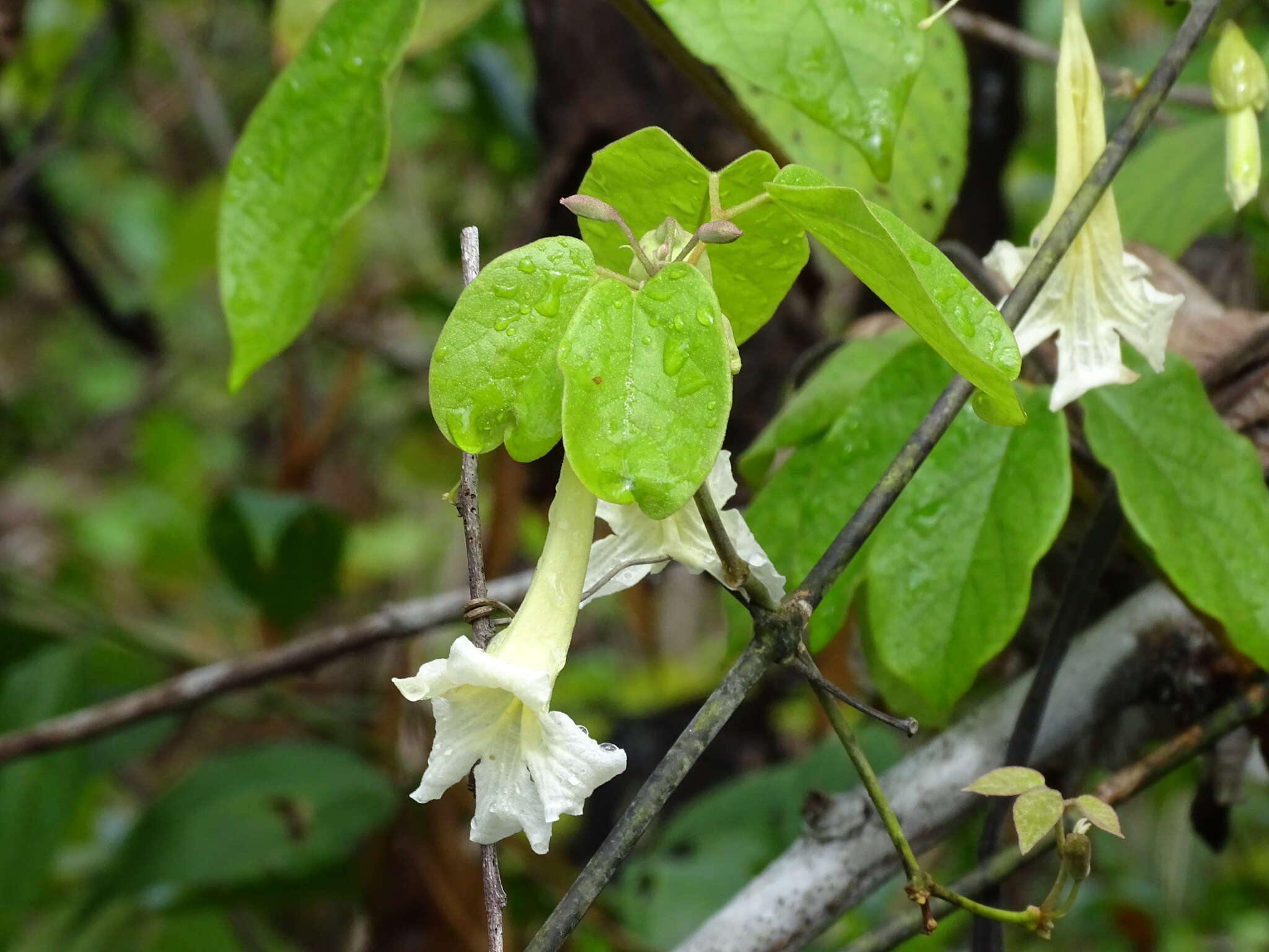 Image of Stizophyllum riparium (Kunth) Sandwith