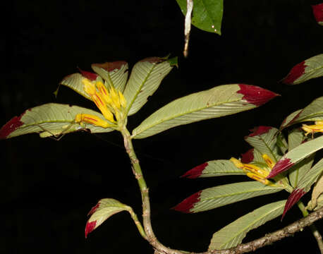 Image of Columnea ericae Mansf.