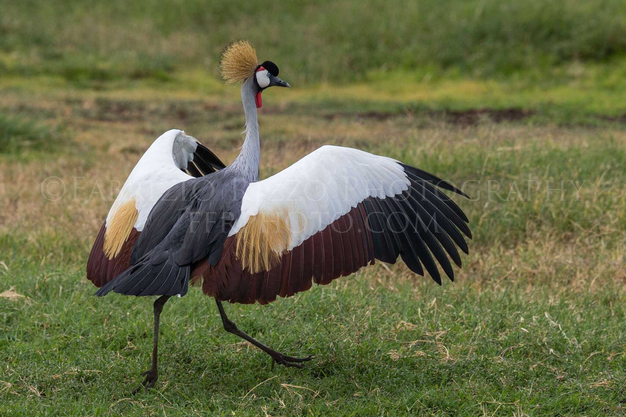 Imagem de Grou-coroado-oriental