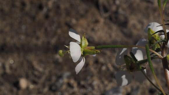 Chylismia claviformis subsp. aurantiaca (Munz) W. L. Wagner & Hoch resmi