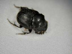 Plancia ëd Onthophagus (Strandius) lenzii Harold 1875