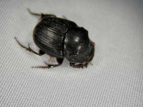 Image of Onthophagus (Strandius) lenzii Harold 1875