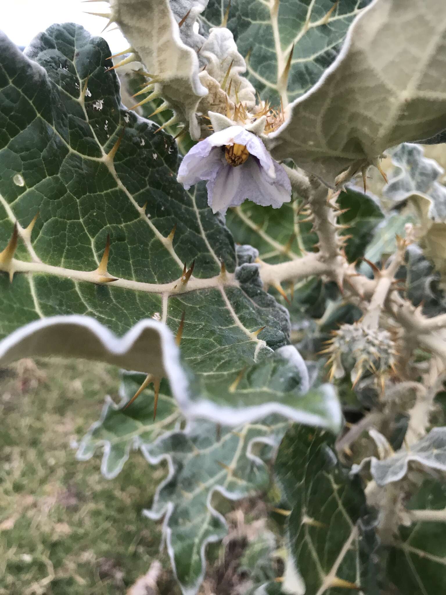 Image de Solanum marginatum L. fil.