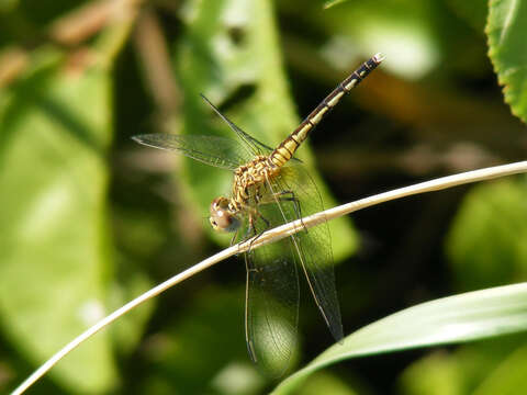 Image of Black Percher