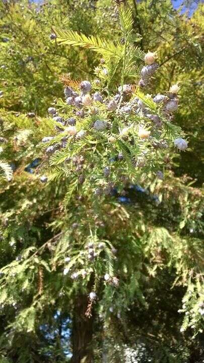 Image of Bald Cypress