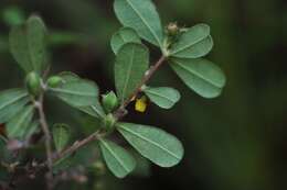 Plancia ëd Hibbertia aspera DC.