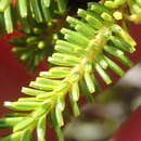 Image of Erica bruniifolia Salisb.