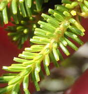 Image of Erica bruniifolia Salisb.