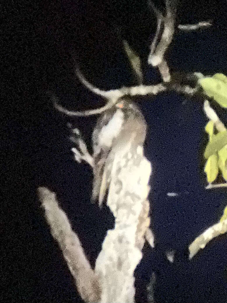 Image of White-winged Potoo