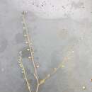 Image of Myosotis ramosissima subsp. ramosissima