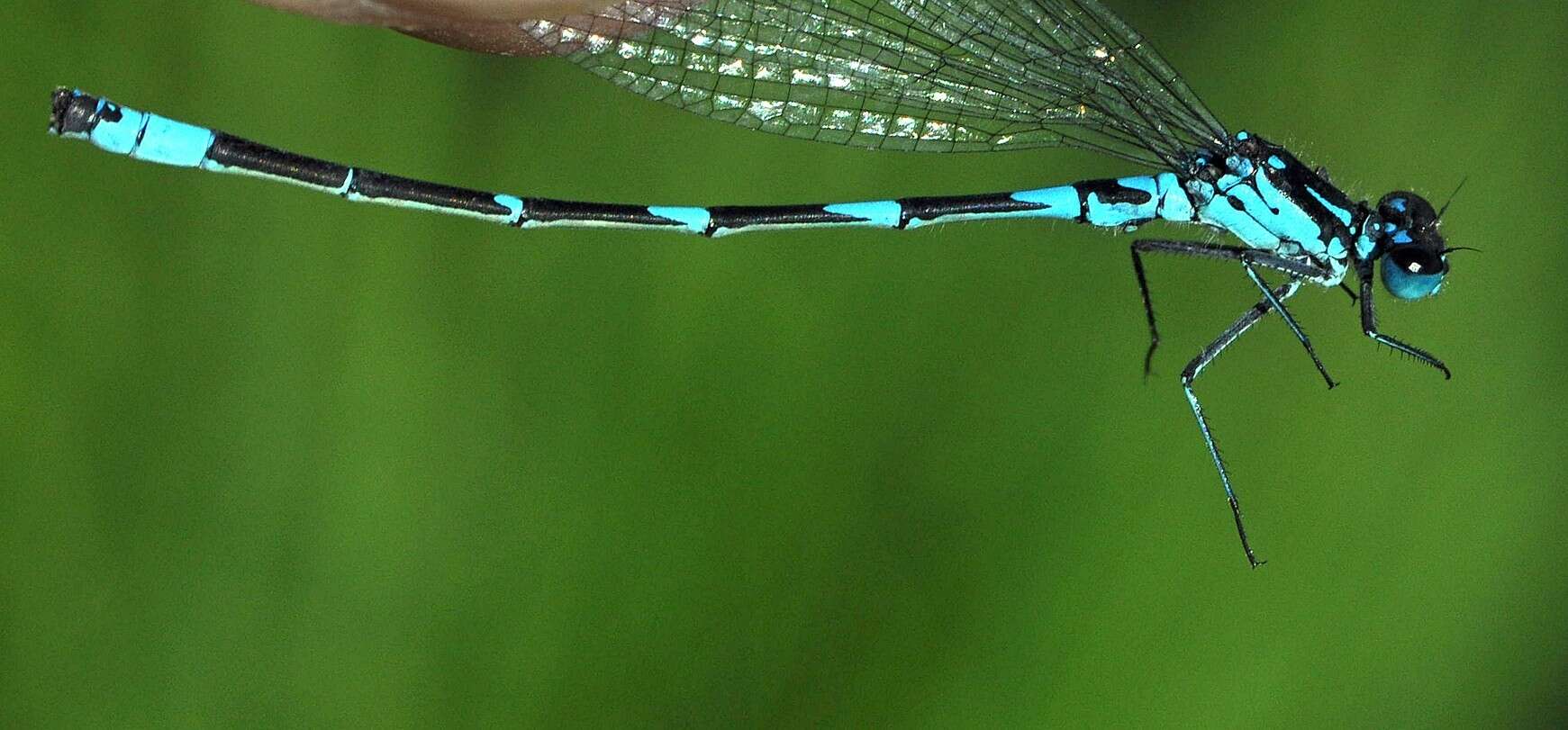 Image of Variable Bluet