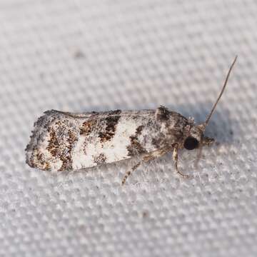 Image of Black-tipped Rudenia Moth