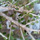 Sivun Diospyros myriophylla (H. Perrier) G. E. Schatz & Lowry kuva