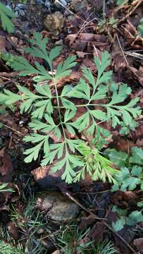 Imagem de Dicentra formosa subsp. formosa