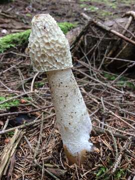 Image of Stinkhorn