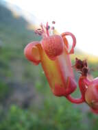 Image of Tylecodon paniculatus (L. fil.) H. Tölken