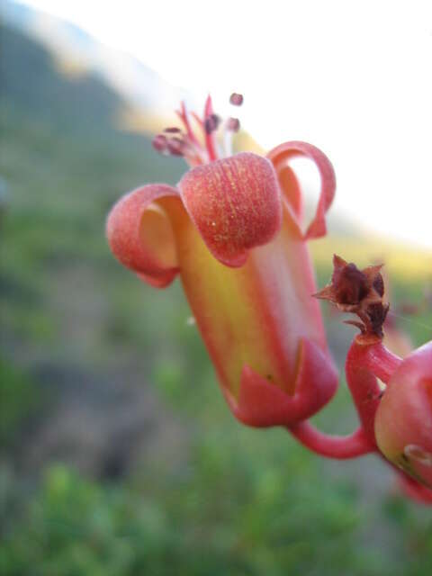 Image of Tylecodon paniculatus (L. fil.) H. Tölken