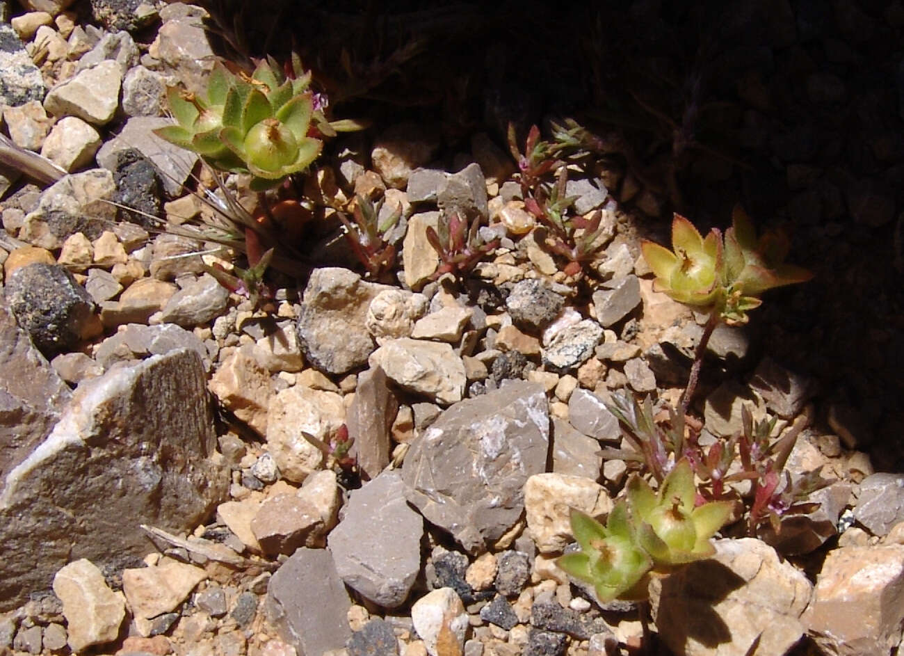 Image of greater rockjasmine