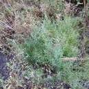 Image of Achillea ptarmicifolia (Willd.) Rupr. ex Heimerl