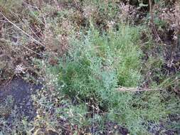 Sivun Achillea ptarmicifolia (Willd.) Rupr. ex Heimerl kuva