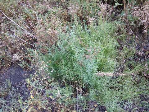 صورة Achillea ptarmicifolia (Willd.) Rupr. ex Heimerl