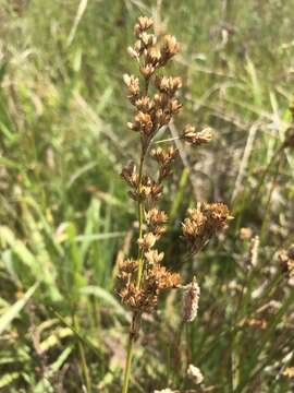 Image of Juncus rigidus Desf.