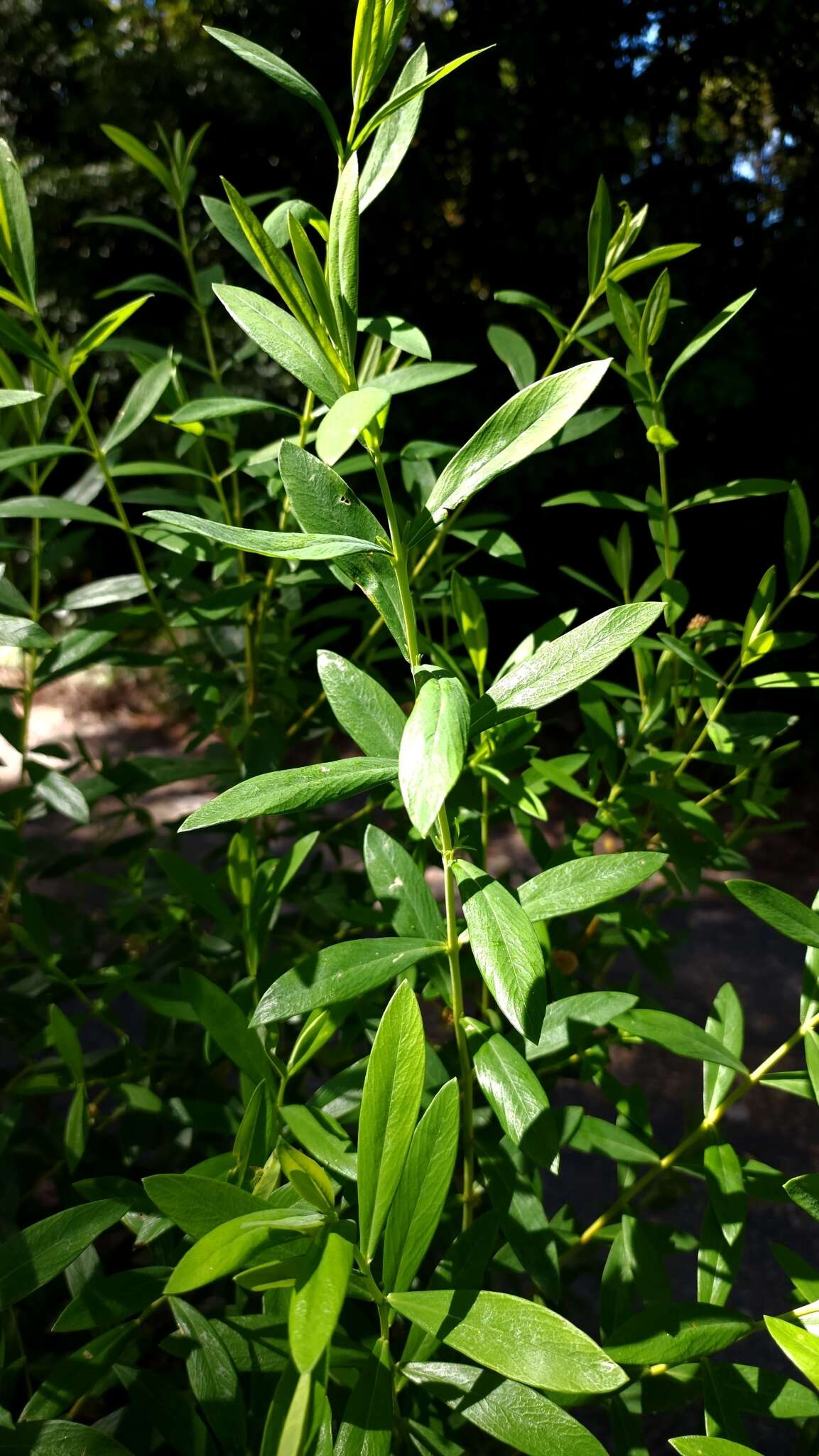 صورة Pimelea ligustrina Labill.