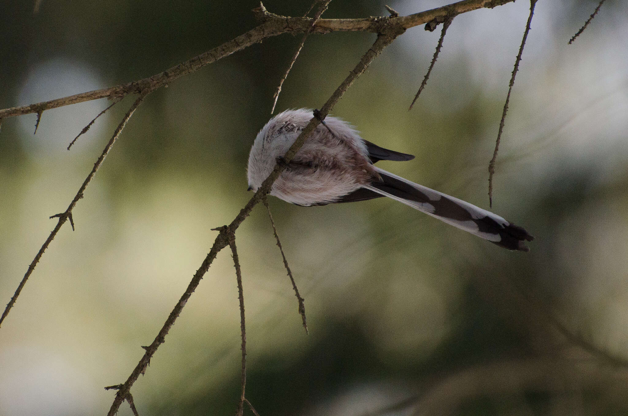 صورة Aegithalos caudatus caudatus (Linnaeus 1758)