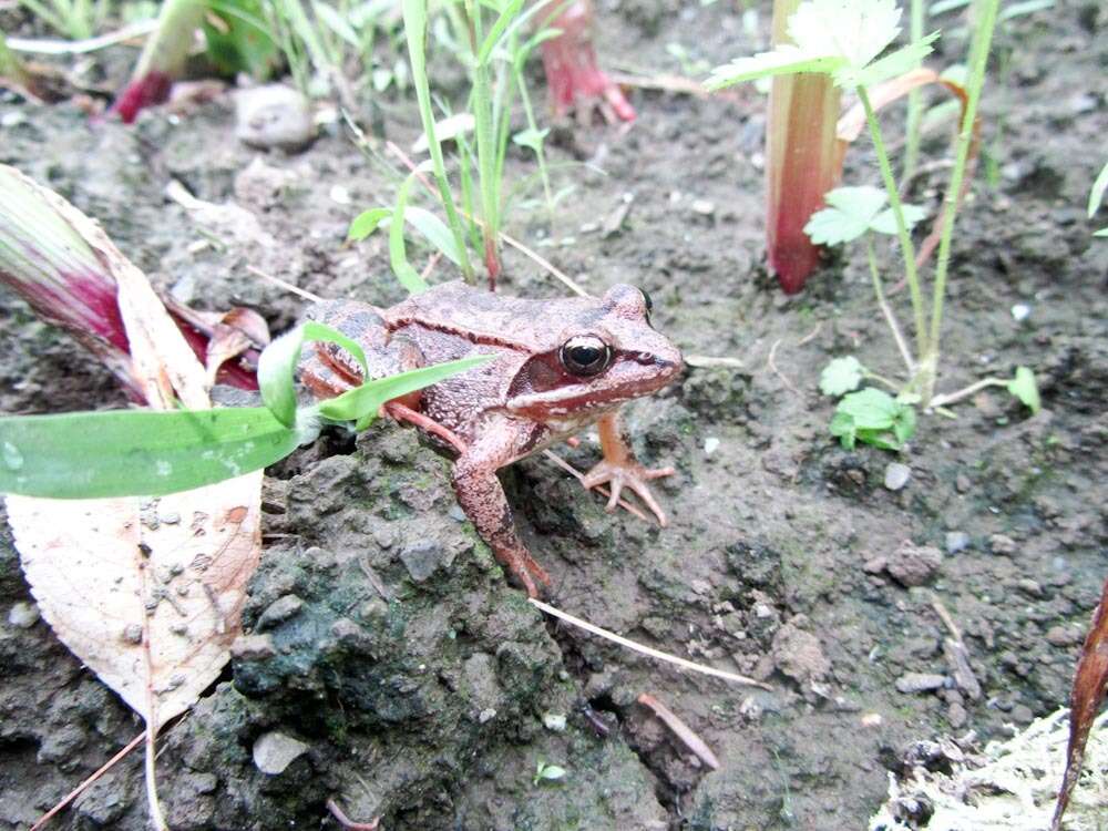 Image of Wood Frog