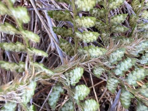 Imagem de Polystichum haleakalense Brack.