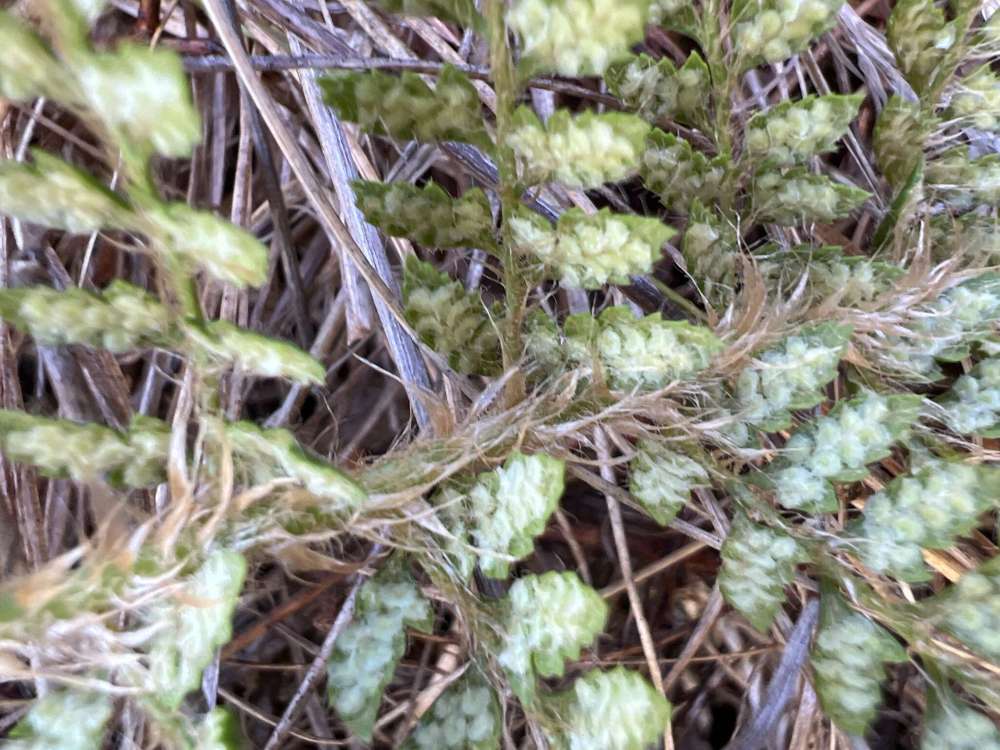 Polystichum haleakalense Brack.的圖片