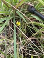 Image of Ranunculus inundatus R. Br. ex DC.