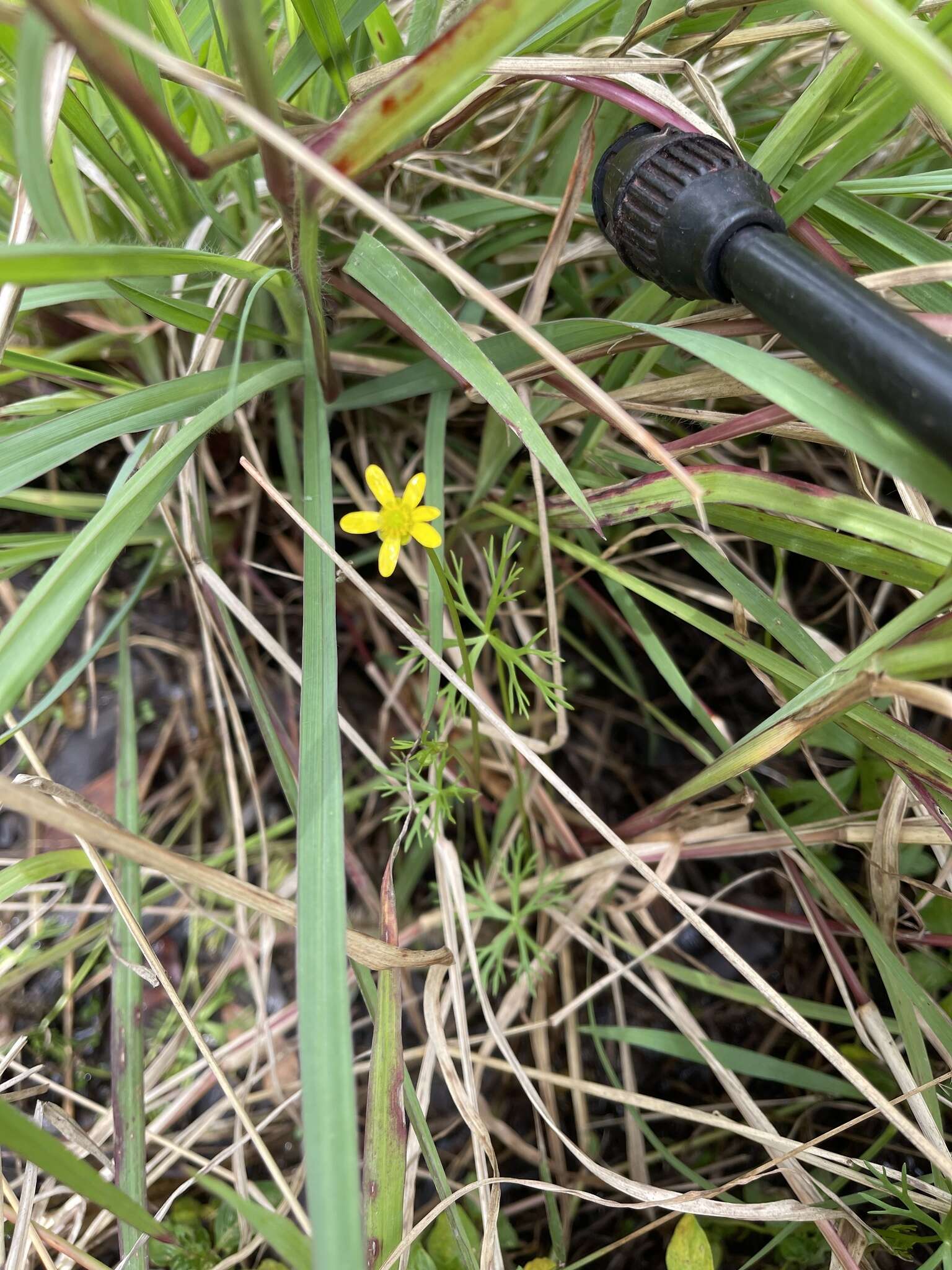 Image of Ranunculus inundatus R. Br. ex DC.