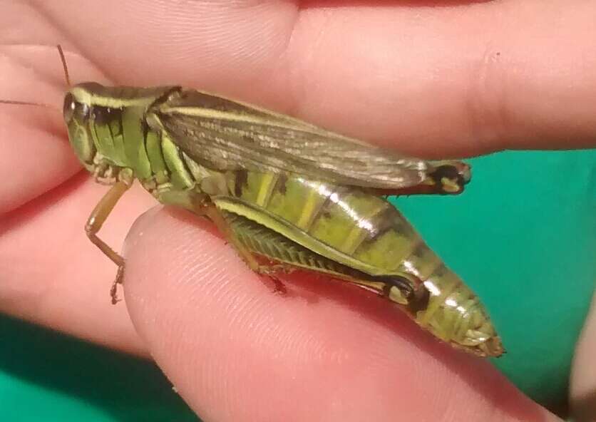 Melanoplus bivittatus (Say 1825)的圖片