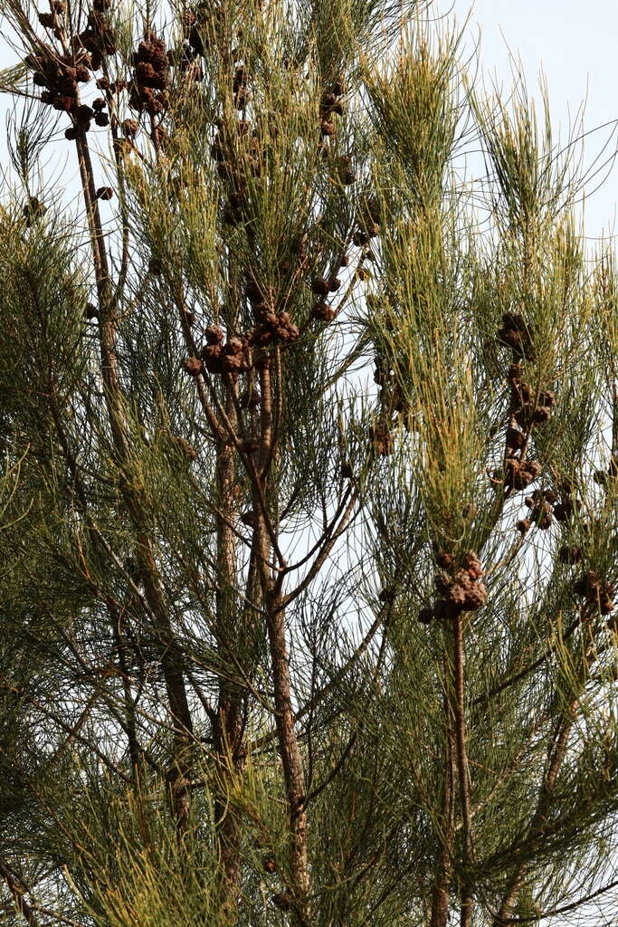 Image of Allocasuarina fraseriana (Miq.) L. A. S. Johnson