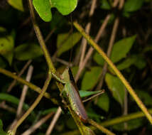 Image de Eschatoceras nigrovittatus (Bolívar & I. 1884)