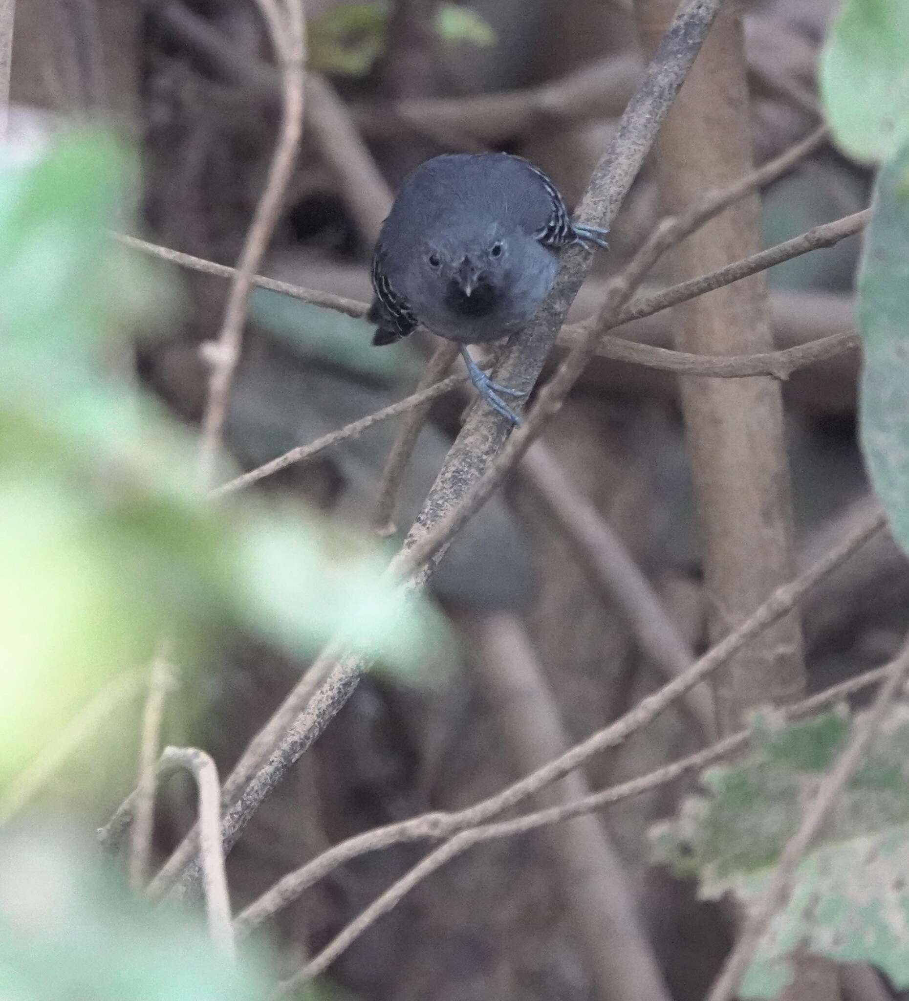 Image of Black-chined antbird