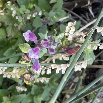 Sivun Scutellaria rupestris Boiss. & Heldr. kuva