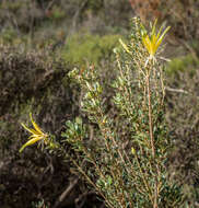 Image of Lambertia inermis R. Br.