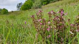 Image of Pedicularis palustris subsp. palustris