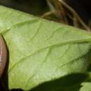 Image of New Mexican groundcherry