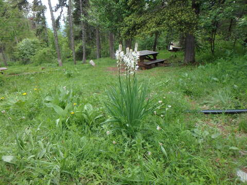 Image of White asphodel