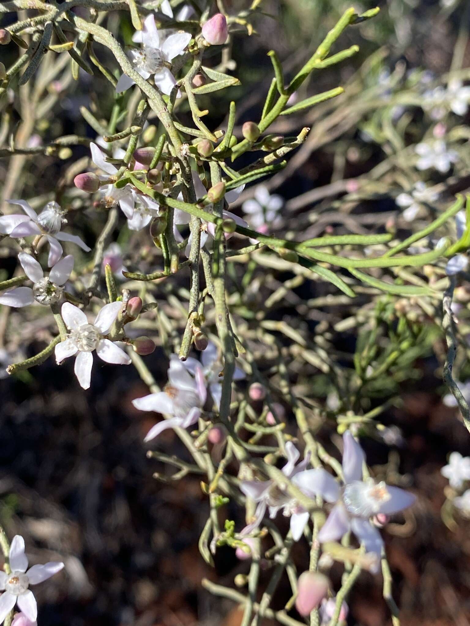 Image of Philotheca brucei (F. Müll.) Paul G. Wilson