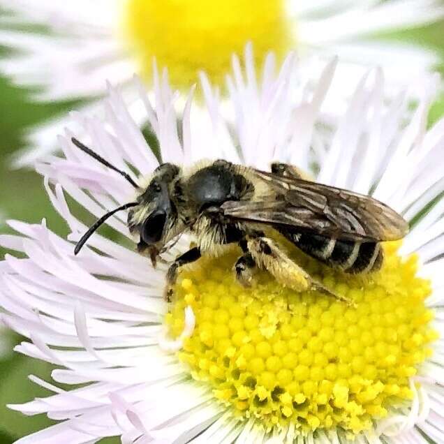 Image of Andrena violae Robertson 1891