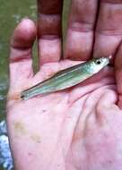 Image of Spottail Shiner