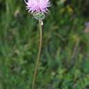 Image of Klasea marginata (Tausch) Kitag.