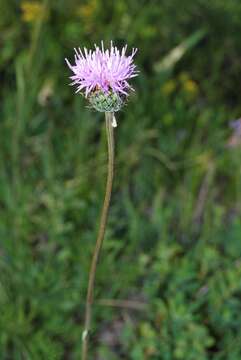 Image of Klasea marginata (Tausch) Kitag.