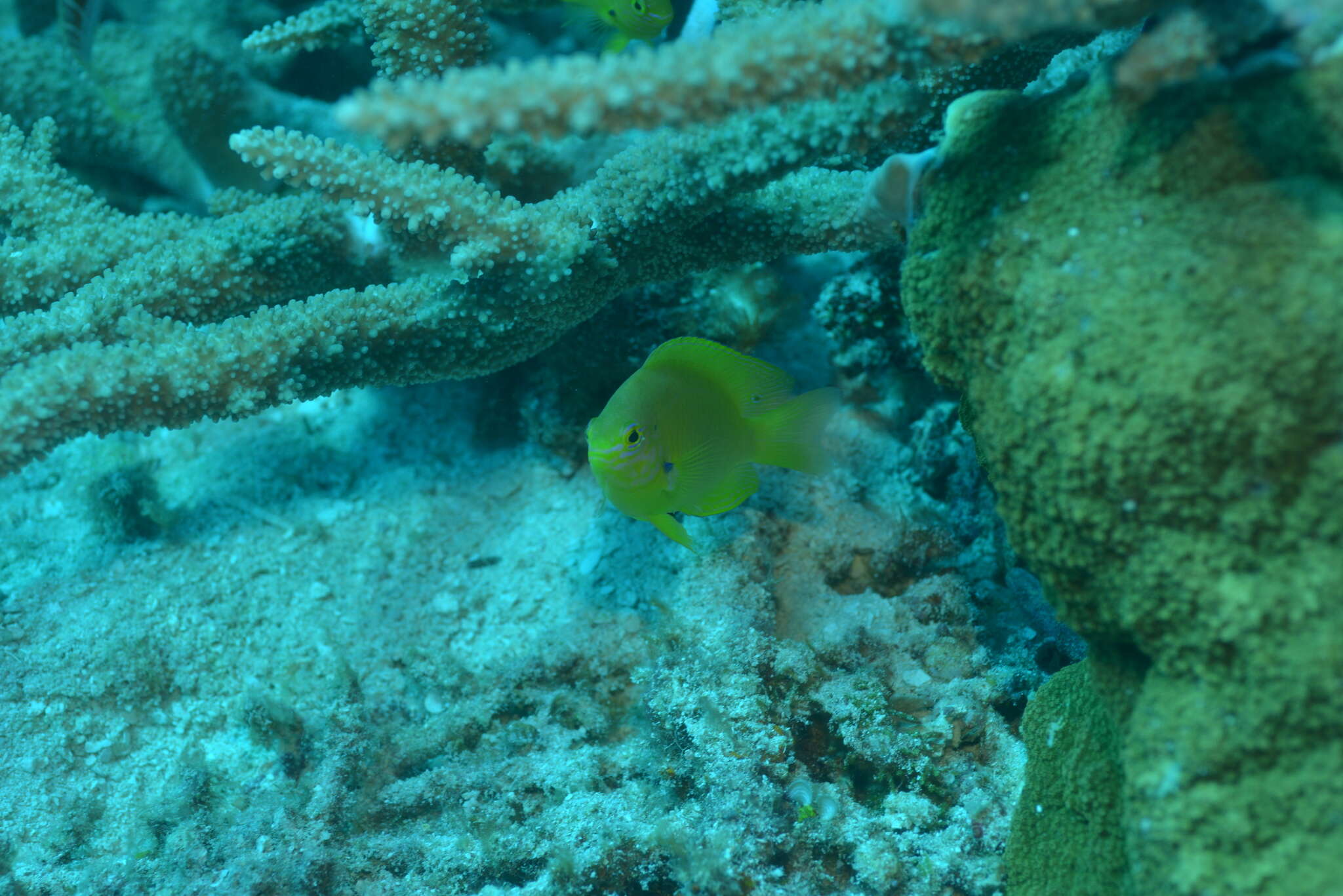 Image of Ambon damsel