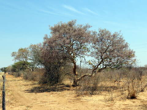 Image of Millettieae